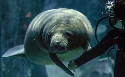 Tallan la palabra 'Trump' en lomo de manatí en Florida