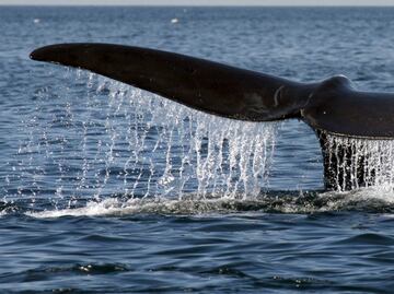 Recorre el santuario de ballenas en Boston con este tour