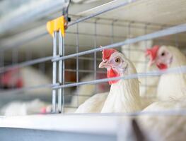 EU invertirá 1,000 millones de dólares en combatir la gripe aviar e importar huevos