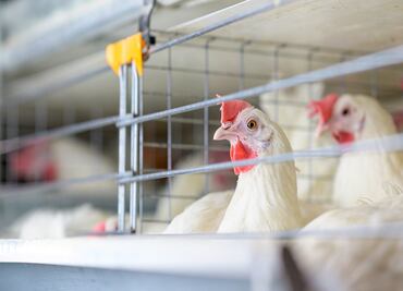 EU invertirá 1,000 millones de dólares en combatir la gripe aviar e importar huevos