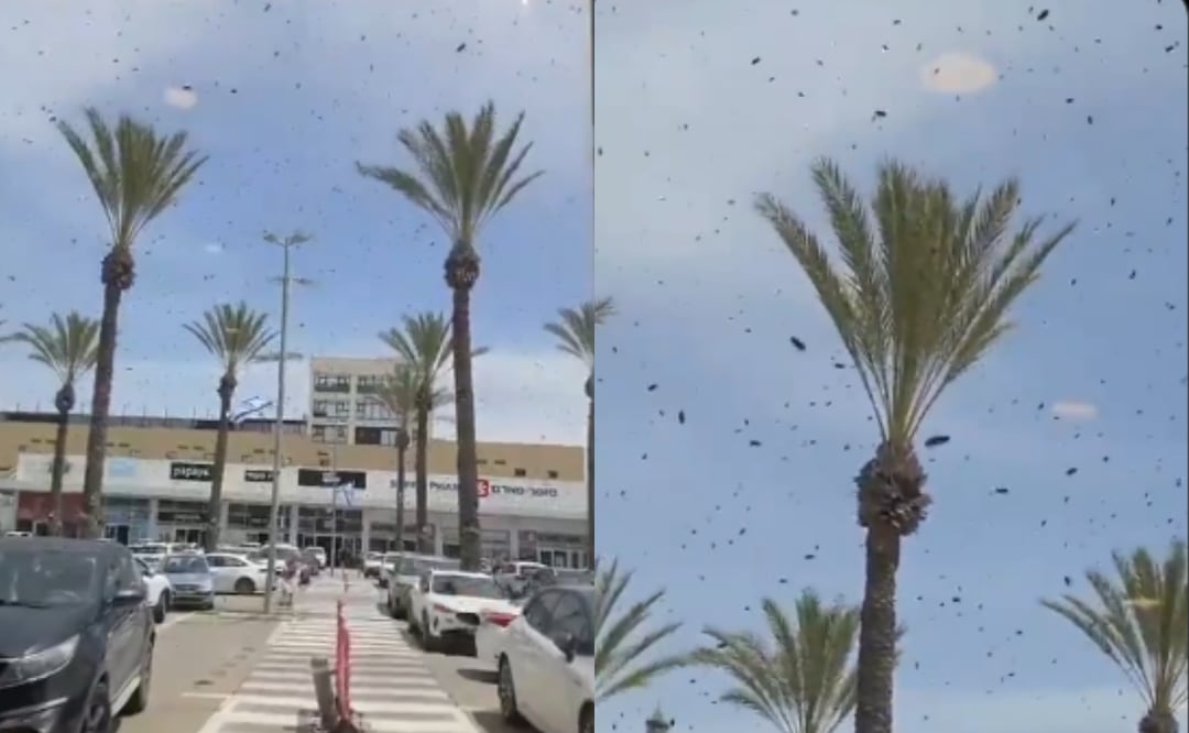 ¿Señal bíblica en Israel? Enjambres de abejas desatan teorías apocalípticas en plena guerra con Irán. Foto: X