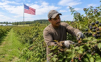 Estados Unidos busca mexicanos para trabajar podando arbustos: Pagan $35,700 y no piden inglés