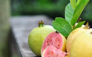 ¿Para qué sirven las hojas de guayaba? 10 beneficios para la salud según la Biblioteca de Medicina de EU