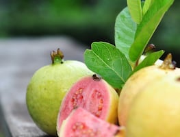 ¿Para qué sirven las hojas de guayaba? 10 beneficios para la salud según la Biblioteca de Medicina de EU