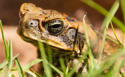 Alertan por sapos 'grandes y venenosos' que invaden tierras de Florida