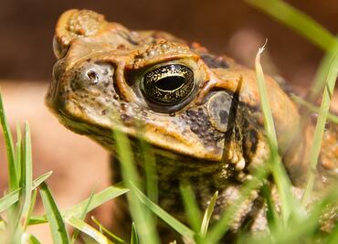 Alertan por sapos 'grandes y venenosos' que invaden tierras de Florida