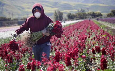 Trabajadores agrícolas y de salud estarían exentos de la suspensión migratoria de Trump
