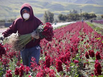 Trabajadores agrícolas y de salud estarían exentos de la suspensión migratoria de Trump