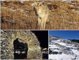 Festivales, tours salvajes y mucho esquí, lo mejor para hacer en Jackson Hole este invierno