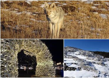 Festivales, tours salvajes y mucho esquí, lo mejor para hacer en Jackson Hole este invierno