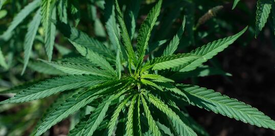 Alertan por 15 empresas que venden cannabidiol ilegalmente 