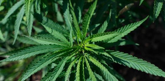 Alertan por 15 empresas que venden cannabidiol ilegalmente