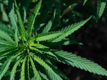 Alertan por 15 empresas que venden cannabidiol ilegalmente