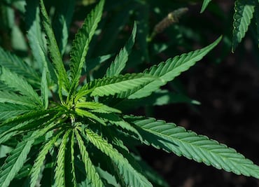 Alertan por 15 empresas que venden cannabidiol ilegalmente