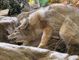 Video. Coyote atrapa a mordidas a niña pequeña en vecindario de Los Ángeles