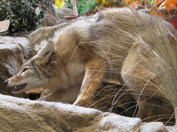Video. Coyote atrapa a mordidas a niña pequeña en vecindario de Los Ángeles