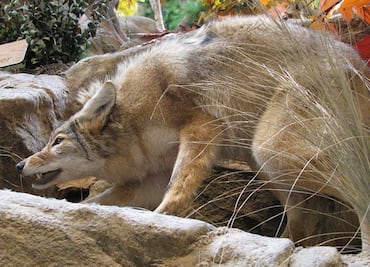 Video. Coyote atrapa a mordidas a niña pequeña en vecindario de Los Ángeles