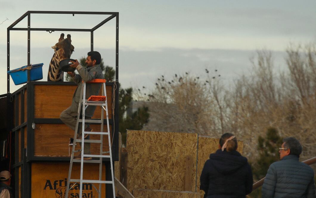 ¡Viaje épico! Benito, la jirafa mexicana, inicia su traslado de 2,000 km hacia Africam Safari. (Photo by Herika Martinez / AFP)