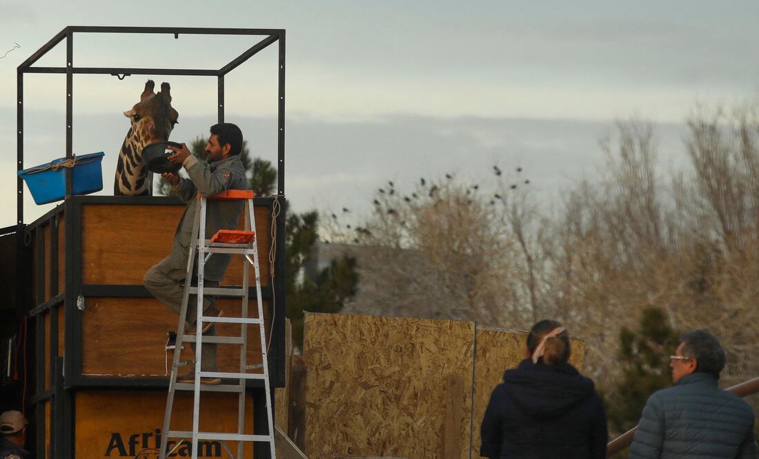 ¡Viaje épico! Benito, la jirafa mexicana, inicia su traslado de 2,000 km hacia Africam Safari. (Photo by Herika Martinez / AFP)