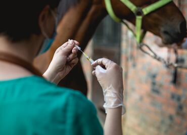 Argentina en alerta por encefalomielitis equina. ¿Qué es? ¿Se transmite a los humanos?