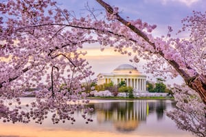 Festival de los Cerezos 2024 en Washington D.C.: Fechas, actividades y desfile espectacular