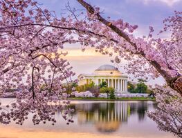 Festival de los Cerezos 2024 en Washington D.C.: Fechas, actividades y desfile espectacular