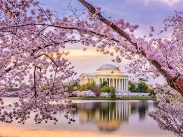 Festival de los Cerezos 2024 en Washington D.C.: Fechas, actividades y desfile espectacular