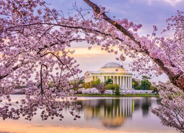 Festival de los Cerezos 2024 en Washington D.C.: Fechas, actividades y desfile espectacular