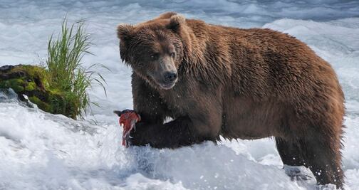 Este puente cambiará la manera de ver osos en Alaska