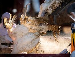 Gripe aviar enciende las alertas en China; detectan primer caso en humanos