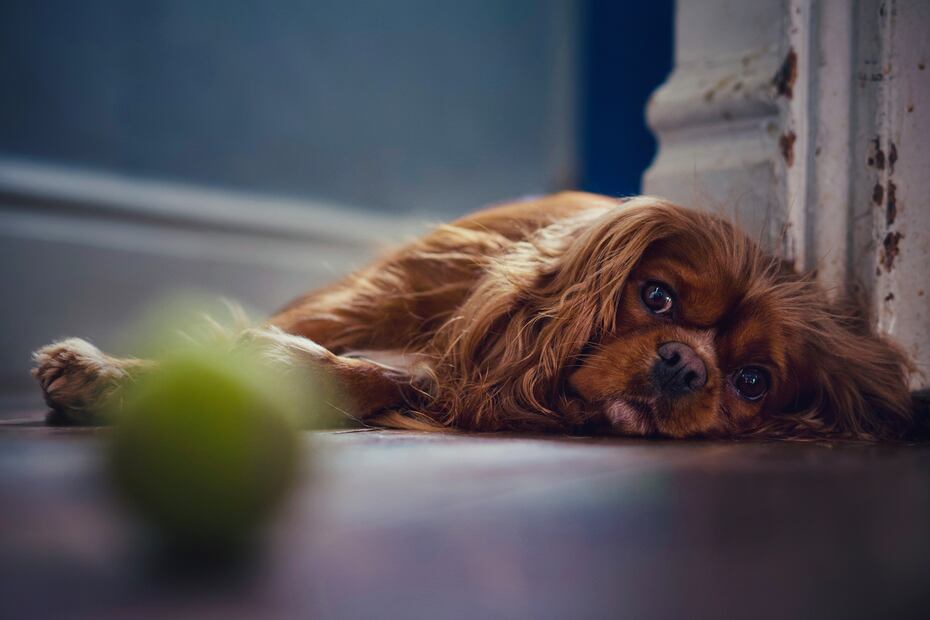 7 razas de perros más propensas a tener ansiedad, según los expertos. Foto: iSTOCK-Jack Gatford
