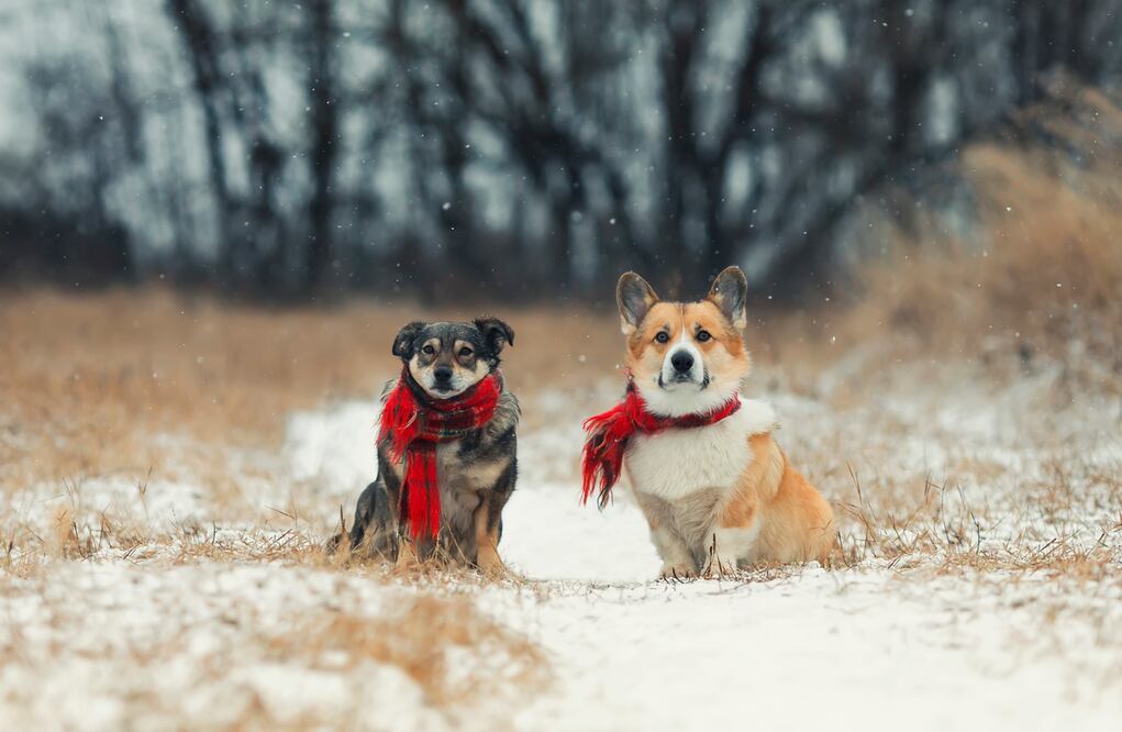 ¿Cómo proteger a los perros del frío? Foto: iSTOCK-Nataba