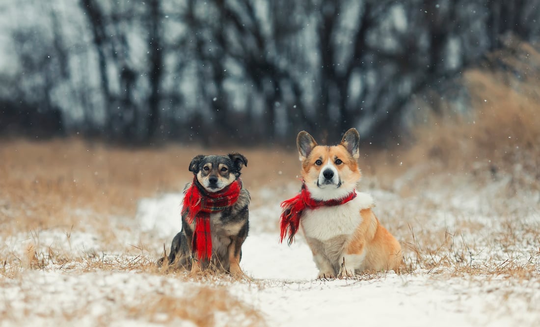 ¿Cómo proteger a los perros del frío? Foto: iSTOCK-Nataba