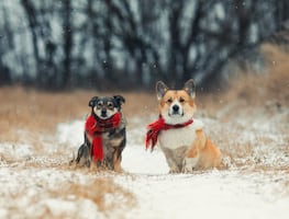 ¿Cómo cuidar a los perros durante el invierno? 6 recomendaciones de Harvard para protegerlos del frío