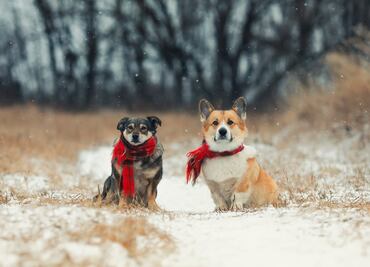 ¿Cómo cuidar a los perros durante el invierno? 6 recomendaciones de Harvard para protegerlos del frío