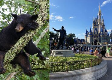 Oso negro es captado trepando en Walt Disney World; provocó cierres temporales en Magic Kingdom