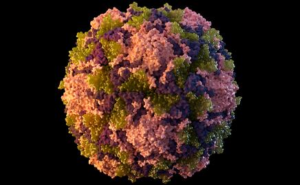 NY reporta el primer caso de polio en Estados Unidos en una década