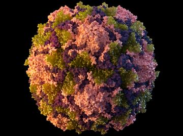 NY reporta el primer caso de polio en Estados Unidos en una década