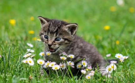 Sanciones por guerra en Ucrania alcanza a los gatos rusos