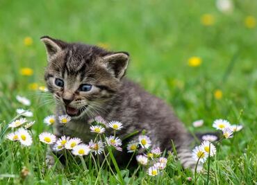 Sanciones por guerra en Ucrania alcanza a los gatos rusos