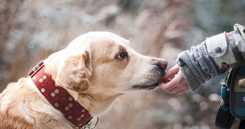 Las marcas de alimento vinculadas a problemas cardiacos de perros
