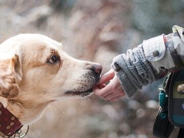 Las marcas de alimento vinculadas a problemas cardiacos de perros