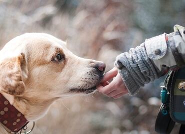 Las marcas de alimento vinculadas a problemas cardiacos de perros