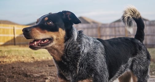 Sacrifican a perro por error de papeleo, en refugio de Carolina del Norte
