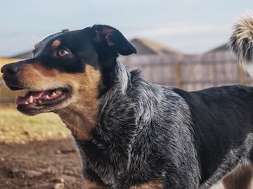 Sacrifican a perro por error de papeleo, en refugio de Carolina del Norte