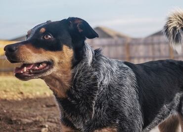 Sacrifican a perro por error de papeleo, en refugio de Carolina del Norte