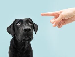 Cinco cosas que los dueños de cachorros nunca deben hacer, según expertos