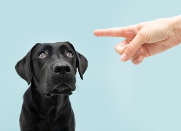 Cinco cosas que los dueños de cachorros nunca deben hacer, según expertos