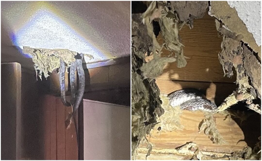 Foto: captura de pantalla