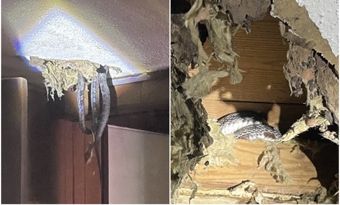 Foto: captura de pantalla